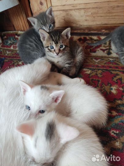 Кошка в дар