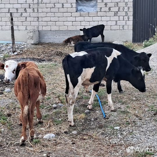 Продажа крс