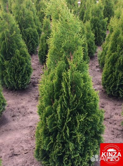 Туя брабант 1 м