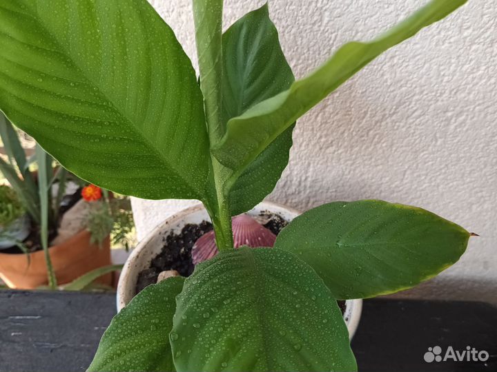 Спатифиллум