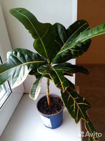 Кодиеум кротон