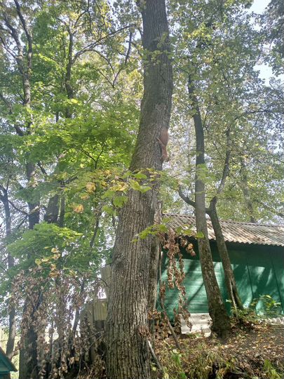 Дача 43 м² на участке 1 сот.