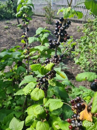 Чёрная смородина