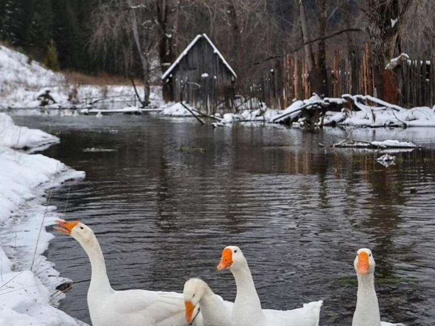 Куры цесарки гуси утки