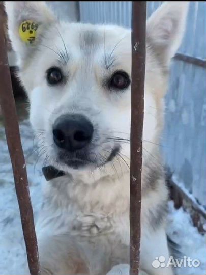 Собака