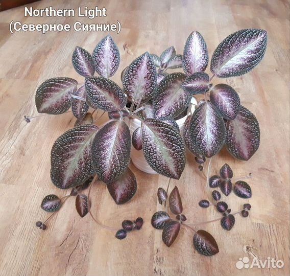 Эписция Northern Light (Северное Сияние)