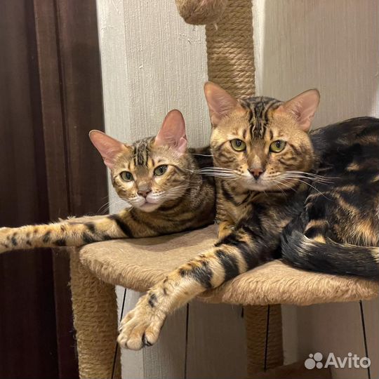 Бенгальские котята