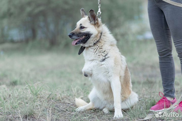 Собака в добрые руки