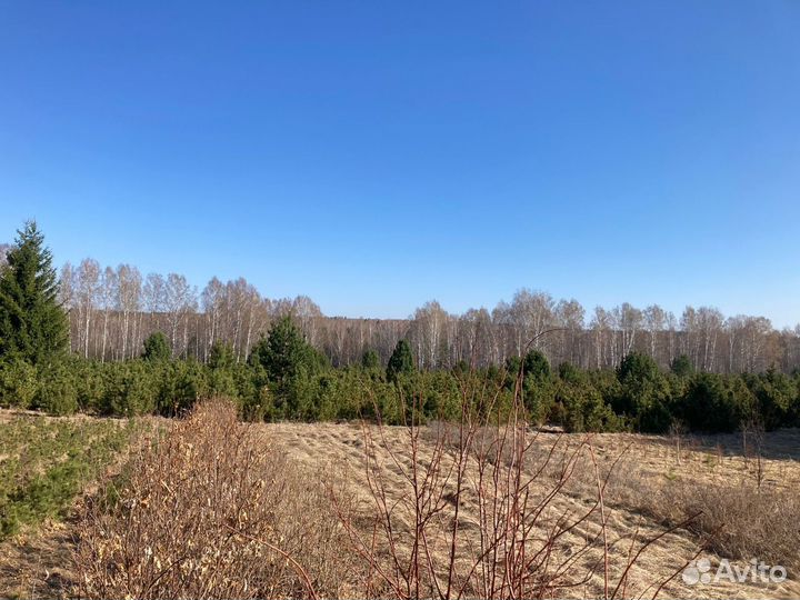 Саженцы сибирского кедра; голубой ели. Крупномер