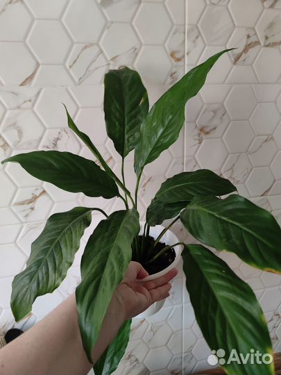 Спатифиллум