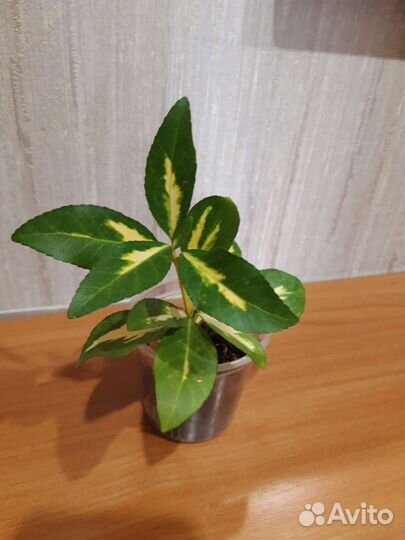 Бересклет японский комнатный