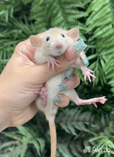 Редкие крысята дамбо от питомника. Крыса Дамбо