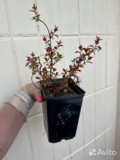 Кустарники для сада