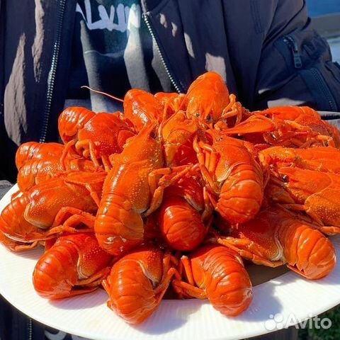 Раки живые, вареные Ракфорт