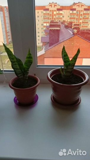 Сансевиерия тещин язык