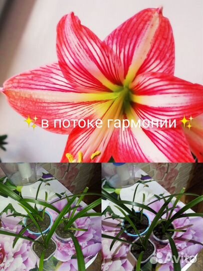 Гиппеаструм