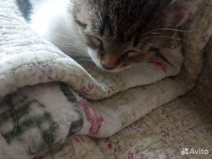 Кошка