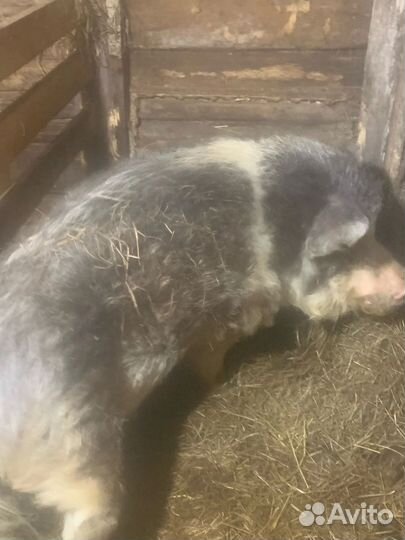 Хряк, вьетнамские поросята