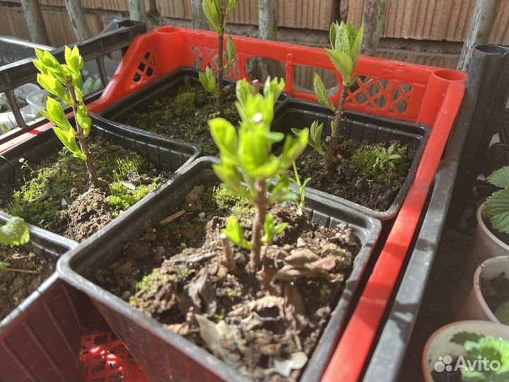 Растения цветы для сада