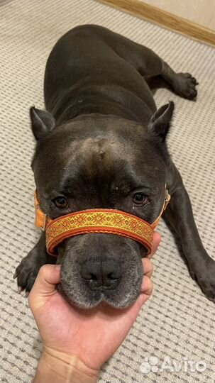 Недоуздок для собак