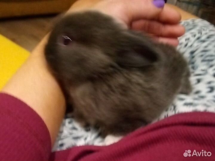 Крольчата редкой породы