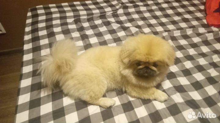 Щенки пекинеса