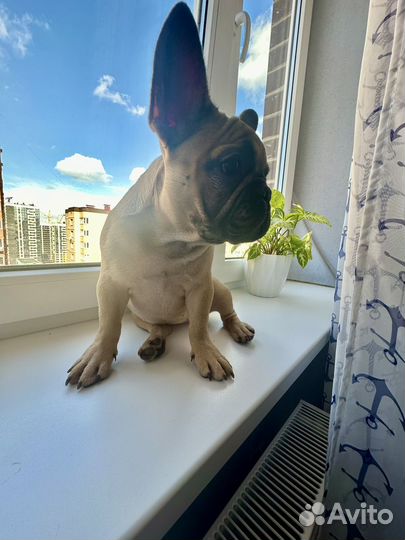 Щенок французского бульдога