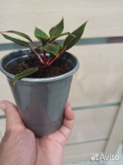 Бальзамин Новогвинейский рококо