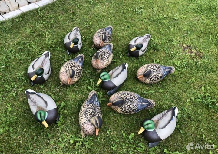 Чучела уток greenhead