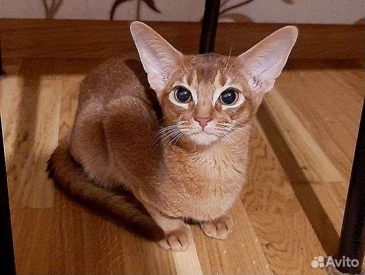 Абиссинские котята,кот,кошка