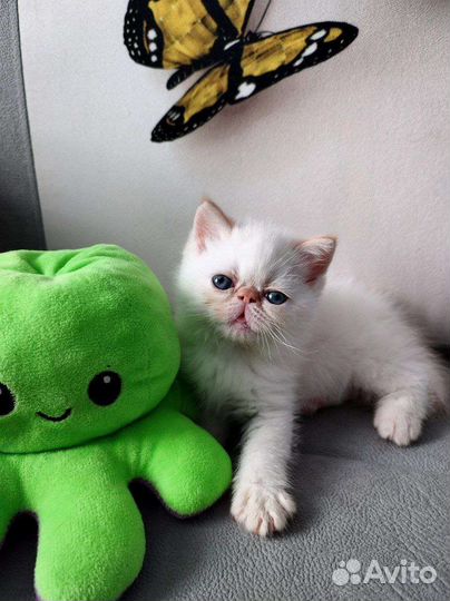 Котята породы Экзотическая Короткошерстная