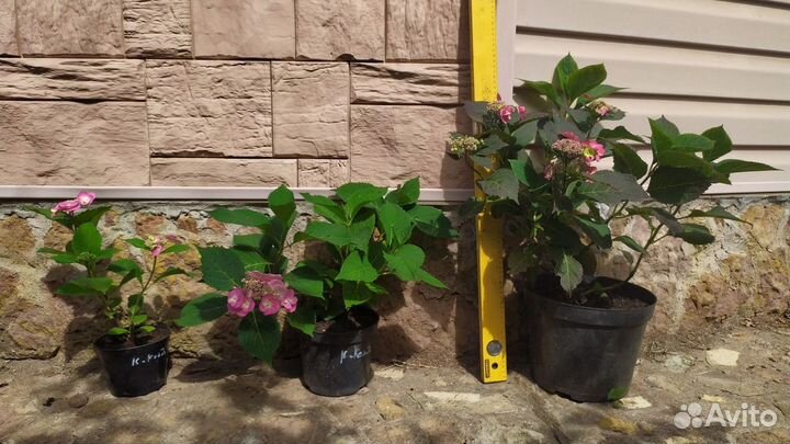 Гортензии крупнолистовые и метельчатые