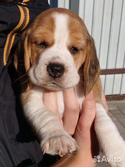 Бигль вязка