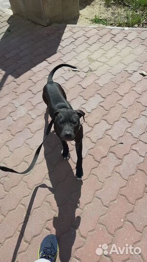 Американский питбультерьер