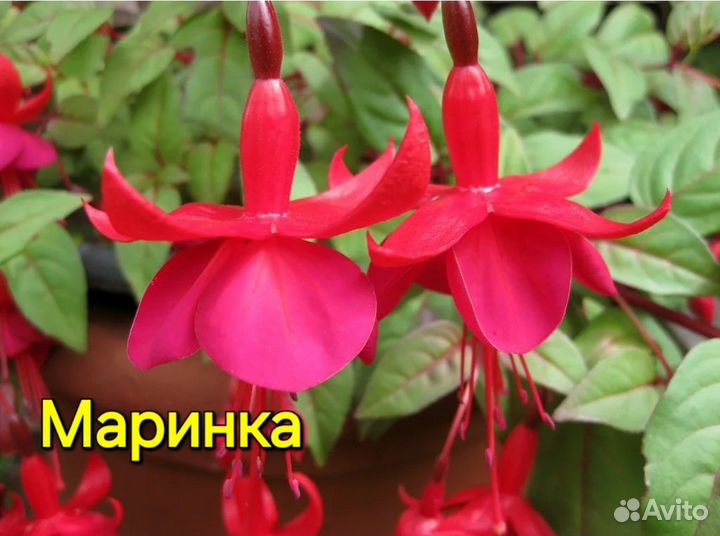 Фукция