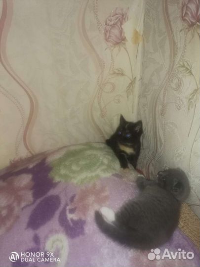 Кошка в дар бесплатно