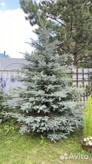 Ель голубая
