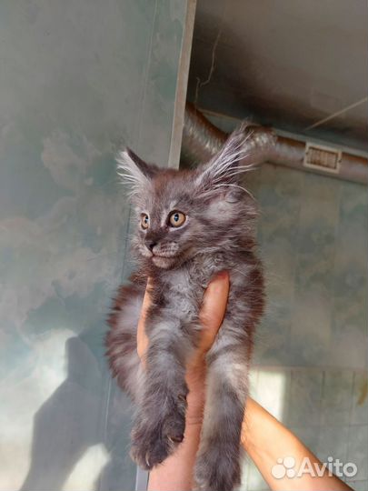 Котята мейн-кун