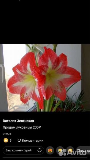 Цветущие комнатные цветы