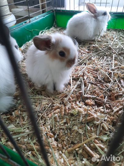 Декоративные кролики