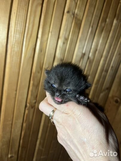 Шотландский кот на вязку