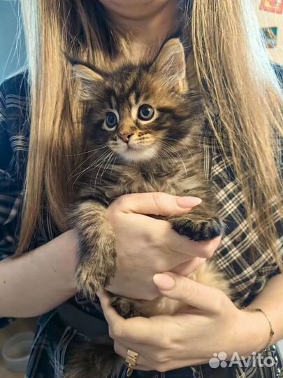 Котёнок Мейн-кун