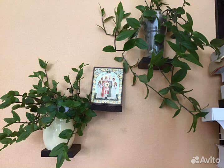 Комнатный цветок