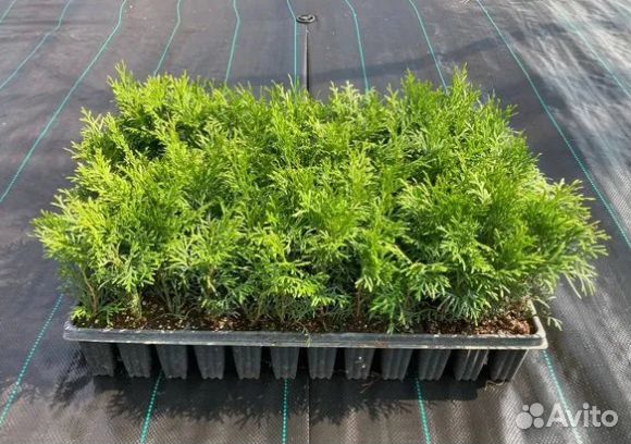Туя смарагд черенки вышлю почтой