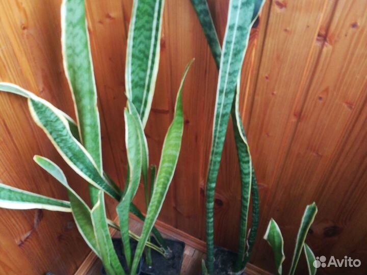 Щучий хвост