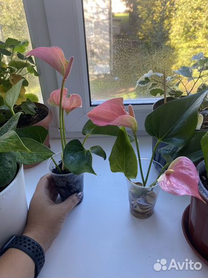 Антуриум Джоли персиковый