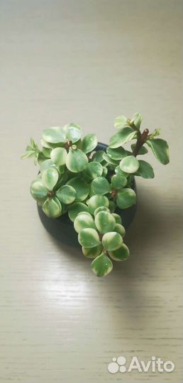 Портулакария вариегатная