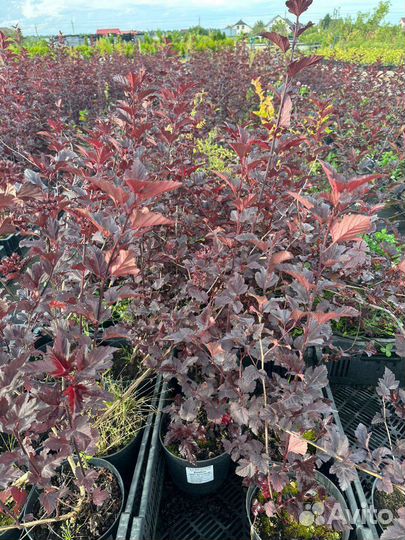 Растения для сада