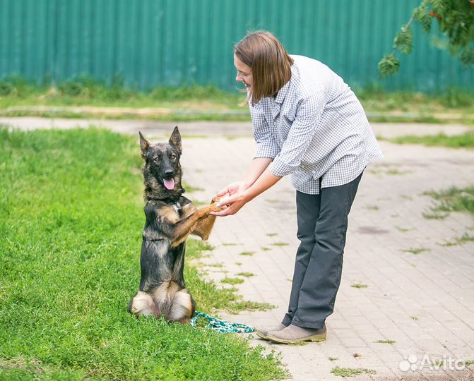 Собаки в дар