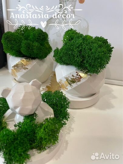 Кашпо со мхом